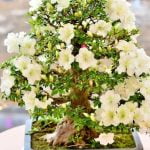 Scopri quale tipo di bonsai acquistare con la nostra guida esperta