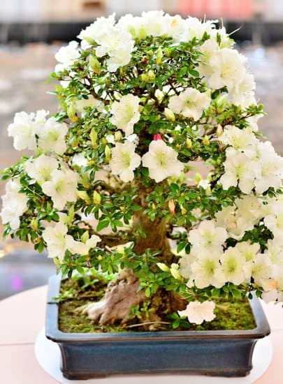 Quale Tipo Di Bonsai Comprare 1 Scopri quale tipo di bonsai acquistare con la nostra guida esperta