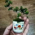 Come Prendersi Cura Del Bonsai Sageretia Scopri come prendersi cura del bonsai Sageretia con i nostri consigli esperti