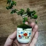 Scopri come prendersi cura del bonsai Sageretia con i nostri consigli esperti