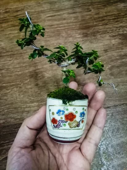 Come Prendersi Cura Del Bonsai Sageretia 1 Scopri come prendersi cura del bonsai Sageretia con i nostri consigli esperti