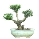 Quando Si Può Rinvasare Un Bonsai Quando si può rinvasare un bonsai Segui le fasi cruciali per un rinvaso di successo
