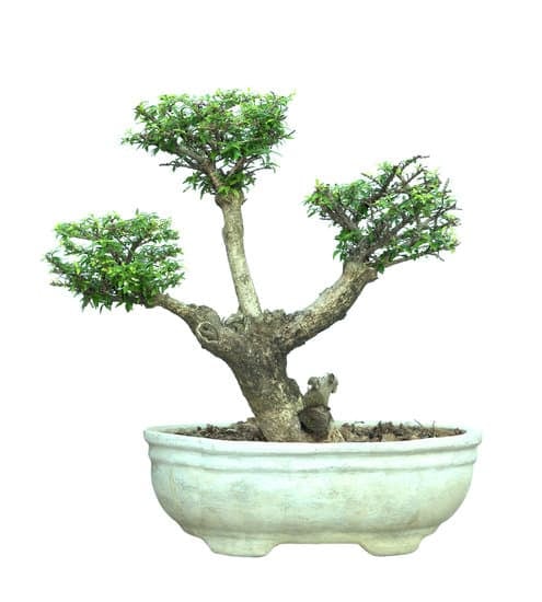Quando Si Può Rinvasare Un Bonsai 1 Quando si può rinvasare un bonsai Segui le fasi cruciali per un rinvaso di successo
