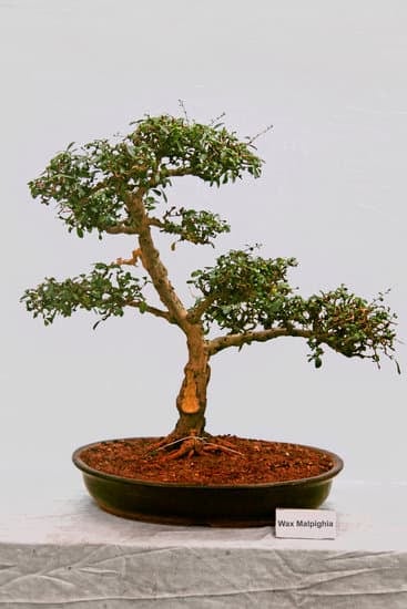 Come Dare l'Acqua Al Bonsai 1 Come dare l'acqua al bonsai: consigli per una corretta idratazione senza eccessi