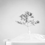 Come Creare Un Bonsai Di Peperoncino Guida dettagliata: Come creare un bonsai di peperoncino