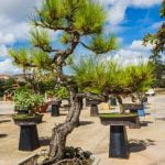 Quando Ti Regalano Un Bonsai Quando ti regalano un bonsai: cura e passione per la sua bellezza in miniatura