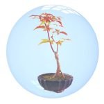 Quanti Aghi Ha Un Abete Bonsai Scopri quanti aghi ha un abete bonsai e come curarlo al meglio