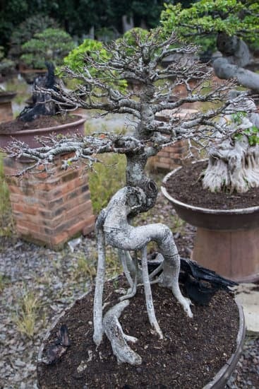 Come Coltivare Un Bonsai Di Ginseng 1 Guida passo-passo su come coltivare un bonsai di ginseng: consigli pratici e cure specifiche