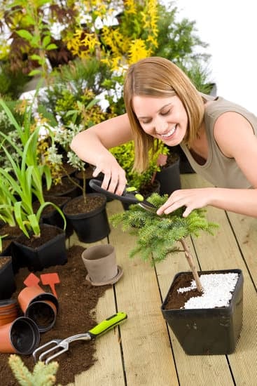 Quanto Puo Costartare Un Bonsai 1 Scopri quanto può costare un bonsai visitando un giardino specializzato