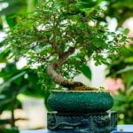 Scopri come travasare il bonsai con facilità e precisione