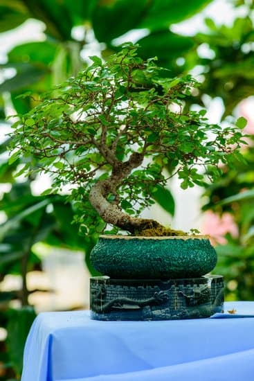Come Travasare Il Bonsai 13 Scopri come travasare il bonsai con facilità e precisione