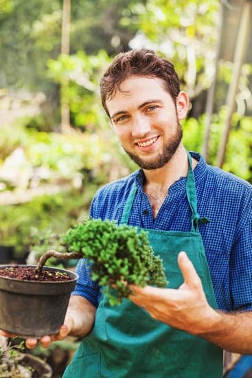 Come Sistemare I Bonsai in Giardino Con I Bancali 1 Come sistemare i bonsai in giardino con i bancali: guida pratica e consigli utili