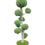 Dove Trovare Bonsai Scopri dove trovare bonsai unici e di alta qualità in negozi specializzati nella tua zona