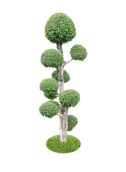 Scopri dove trovare bonsai unici e di alta qualità in negozi specializzati nella tua zona