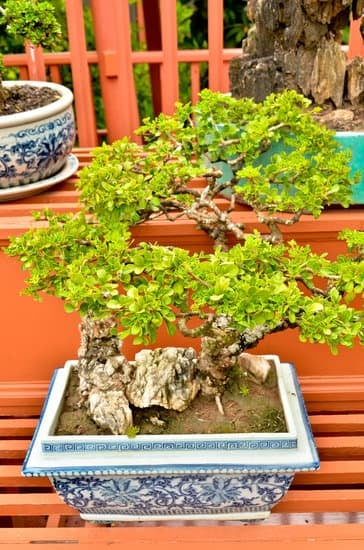 Da Un Ramo.Spezzato Di Bonsai Può Crescere Un Altro Ramo 1 Dopo la rottura, un bonsai può rigenerarsi: nuova vita da un ramo spezzato