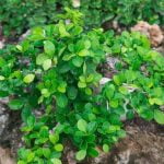 Scopri il significato di Bonsai in giapponese e le sue tradizioni millenarie