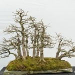 Come Piantare Bonsai Acero Rosso Scopri i segreti su come piantare bonsai acero rosso con successo