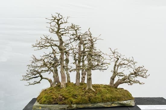 Scopri i segreti su come piantare bonsai acero rosso con successo
