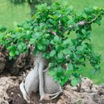 Come Diventare Apprendista Bonsai Giappone Scopri i segreti per diventare apprendista bonsai Giappone e diventa un maestro del bonsai