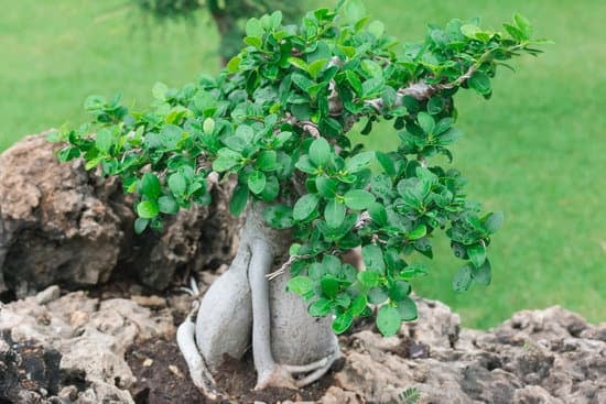 Come Diventare Apprendista Bonsai Giappone 1 Scopri i segreti per diventare apprendista bonsai Giappone e diventa un maestro del bonsai