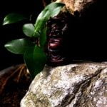 Come Curare Un Ginseng Bonsai come curare un ginseng bonsai