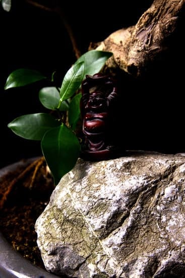 Come Curare Un Ginseng Bonsai 1 come curare un ginseng bonsai