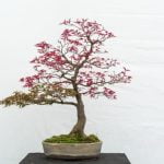 Come Far Crescere Bonsai come far crescere bonsai