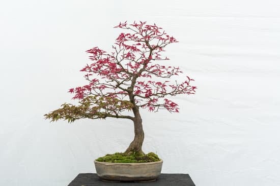 Come Far Crescere Bonsai 13 come far crescere bonsai