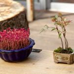 Come Curare Un Bonsai Crassula Segui questi passi per curare un bonsai Crassula con successo