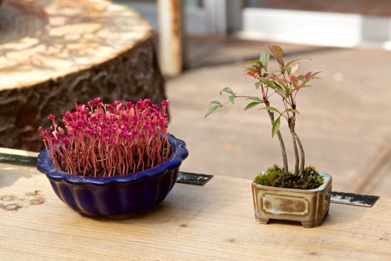 Come Curare Un Bonsai Crassula 1 Segui questi passi per curare un bonsai Crassula con successo