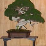 Creare un bonsai con fili di rame: guida dettagliata in pochi passi