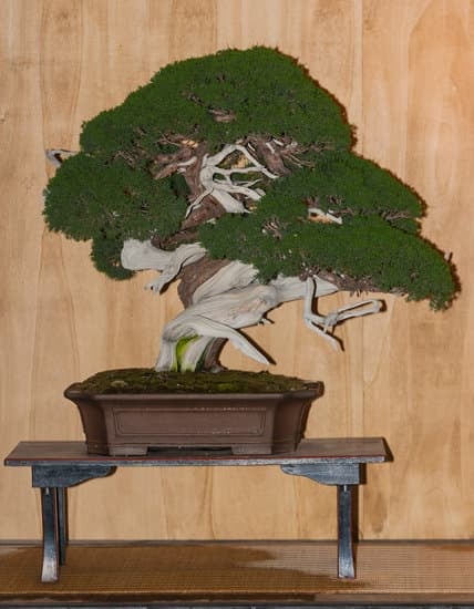 Come Fare Un Bonsai in Fili Di Rame 1 Creare un bonsai con fili di rame: guida dettagliata in pochi passi