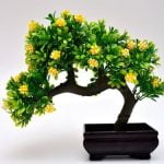 A Settembre Il Bonsai Di Olmo Ingiallisce Le Foglie A settembre, il bonsai di olmo mostra foglie ingiallite