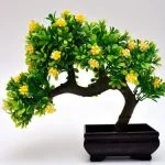 A settembre, il bonsai di olmo mostra foglie ingiallite