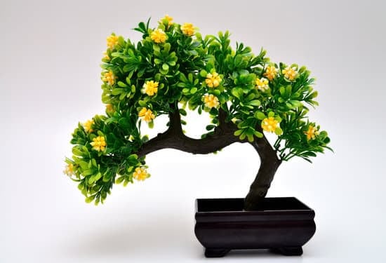 A Settembre Il Bonsai Di Olmo Ingiallisce Le Foglie 1 A settembre, il bonsai di olmo mostra foglie ingiallite