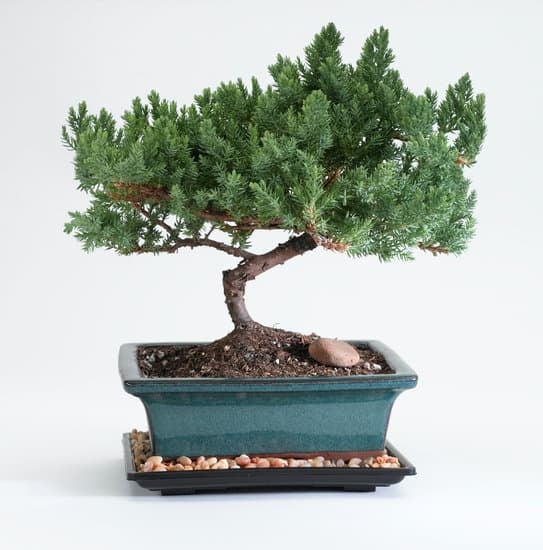 Quando Potare Un Bonsai Ficus 1 Scopri quando potare un bonsai ficus per favorirne la crescita e la salute