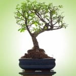 Cosa Simboleggia Un Bonsai Un bonsai simboleggia la pazienza e l'equilibrio tra natura e arte