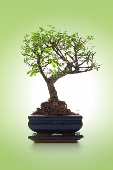 Un bonsai simboleggia la pazienza e l'equilibrio tra natura e arte