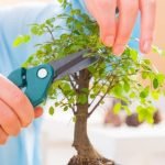 Come Riconoscere Un Vero Bonsai Scopri come riconoscere un vero bonsai: segui i segreti per individuare la qualità autentica in pochi passaggi