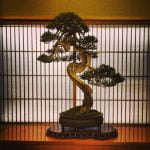 Guida pratica: come potare olivo bonsai per la crescita ottimale