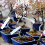 Come Si Potano I Bonsai Scopri Come Si Potano i Bonsai: Guida Pratica e Consigli Utili