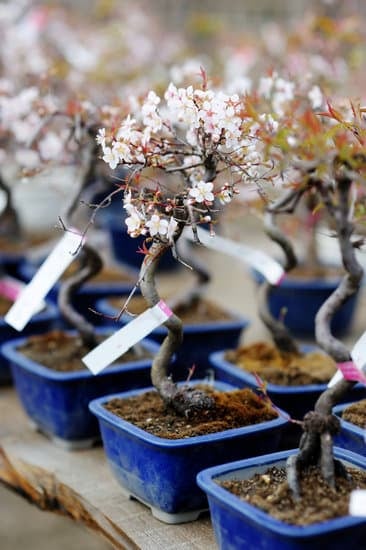 Come Si Potano I Bonsai 1 Scopri Come Si Potano i Bonsai: Guida Pratica e Consigli Utili