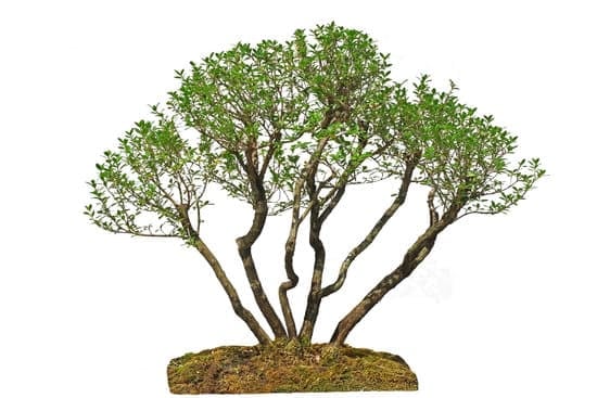 Utilizza concimi specifici per mantenere sano e curato un bonsai a casa