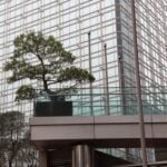 Che Tipo Di Ghiaia Mettere Su Un Bonsai Ficus Scegli ghiaia molto fine e ben drenante per il bonsai ficus