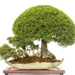 Come E Quando Trapiantare Il Ficus Bonsai Guida completa su come e quando trapiantare il Ficus Bonsai