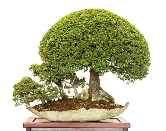 Come E Quando Trapiantare Il Ficus Bonsai 1 Guida completa su come e quando trapiantare il Ficus Bonsai