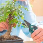 Scopri come piegare bonsai con semplici tecniche e strumenti specifici per la cura
