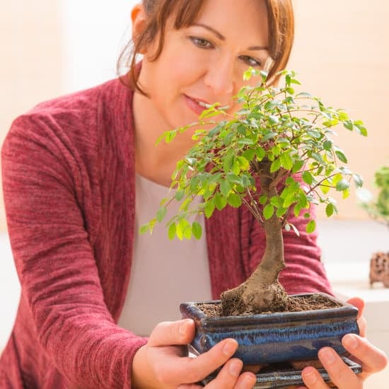 Come Creare Un Fusto Grande Di Bonsai 1 Segui i passi per creare un fusto grande di bonsai in modo efficace e naturale