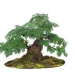 Utilizza il giusto filo di rame per modellare il jin su bonsai
