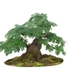 Utilizza il giusto filo di rame per modellare il jin su bonsai